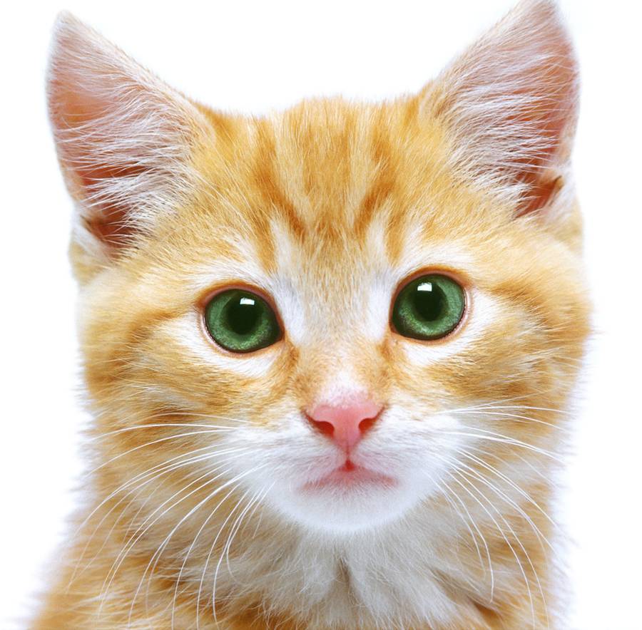 gato-lindo.jpg