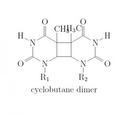 Cyclobutane Dimer.jpg